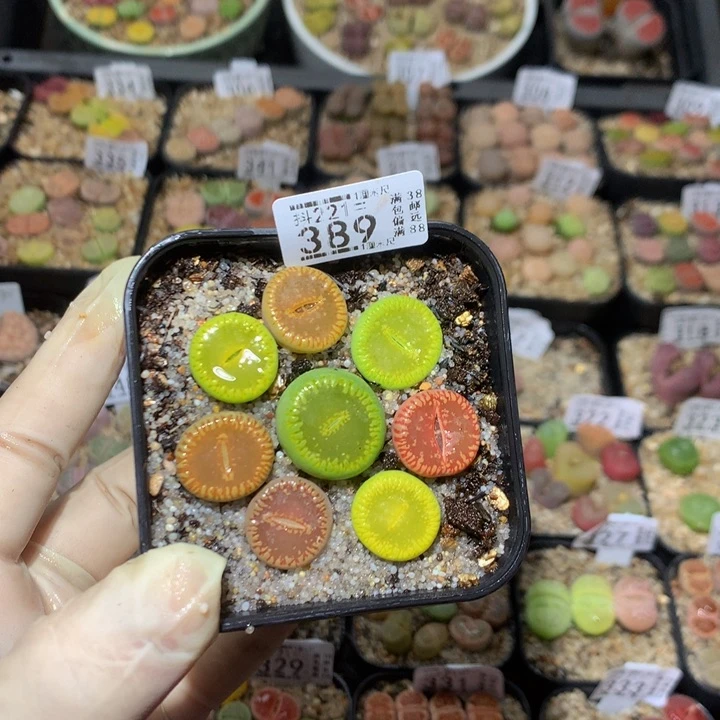 小*乖精品生石花221.389