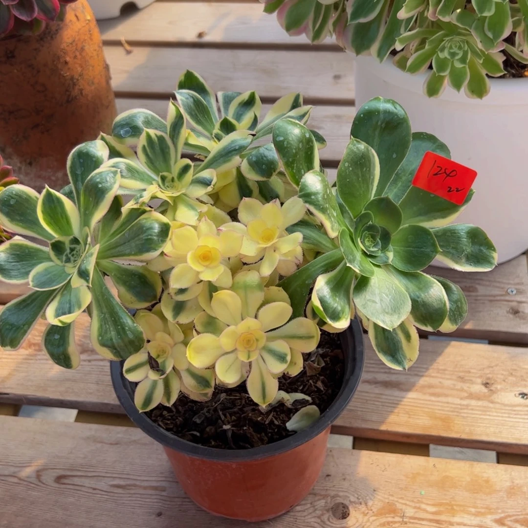 124炖肉植物发货燕姿