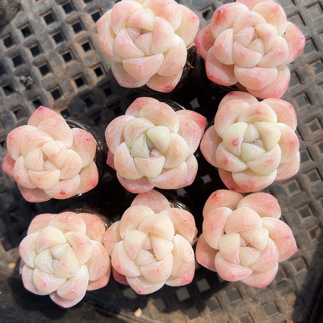 晃*悠晃悠悠专拍单头带盆一起