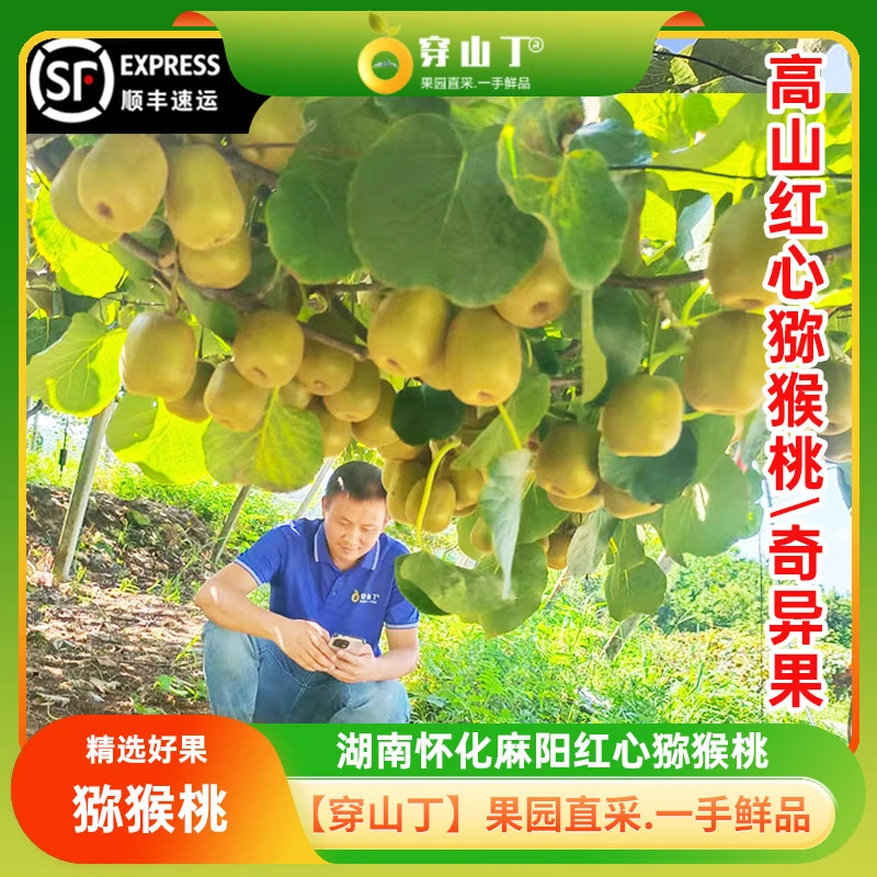 湖南怀化麻阳猕猴桃新鲜采摘_高山麻阳红心猕猴桃奇异果_果园直发