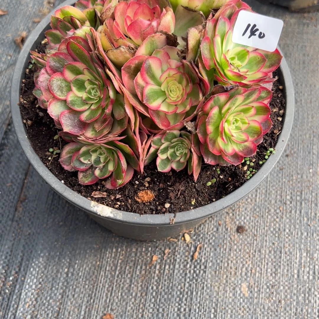 140鸿运有微瑕多肉