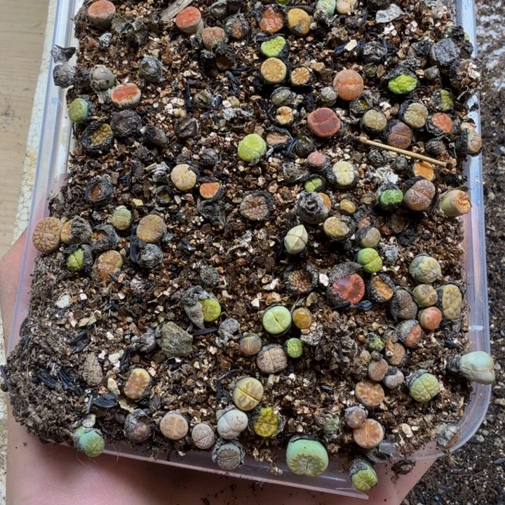 m***o多肉植物的生长发育210