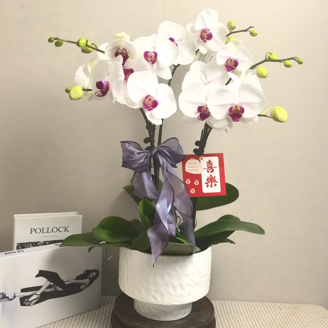 蝴蝶兰《一见钟情》精品带花带苞耐寒基地直发