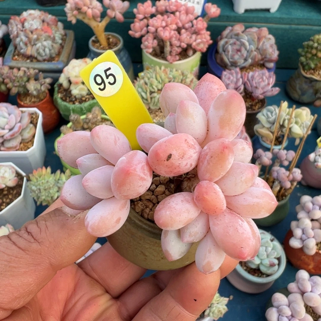 95号香水带盆土发货