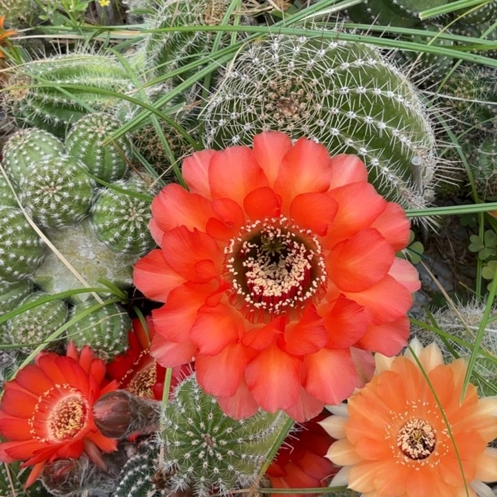 彩草仙人球仙人掌769