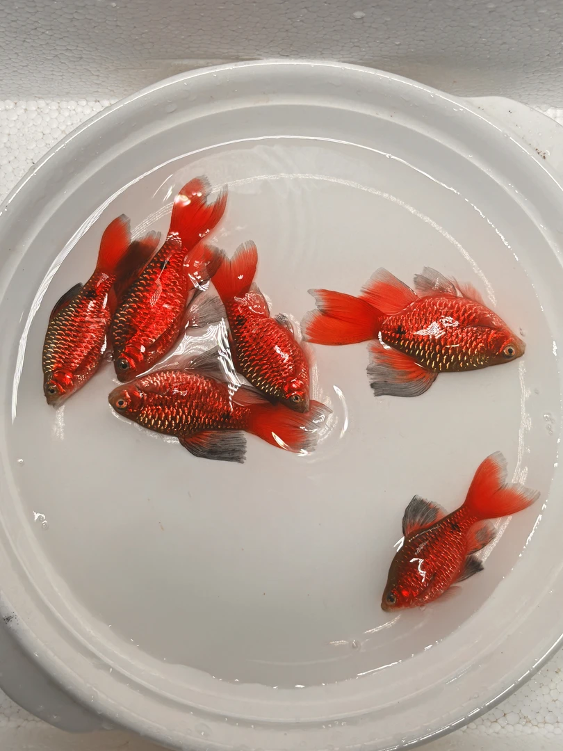 大帆玫瑰鲫长尾原生冷水鱼小型鱼鱼缸耐活不加温观赏鱼耐寒冷水鱼