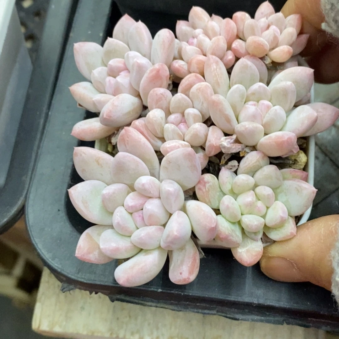 精品多肉一物一拍不包整45