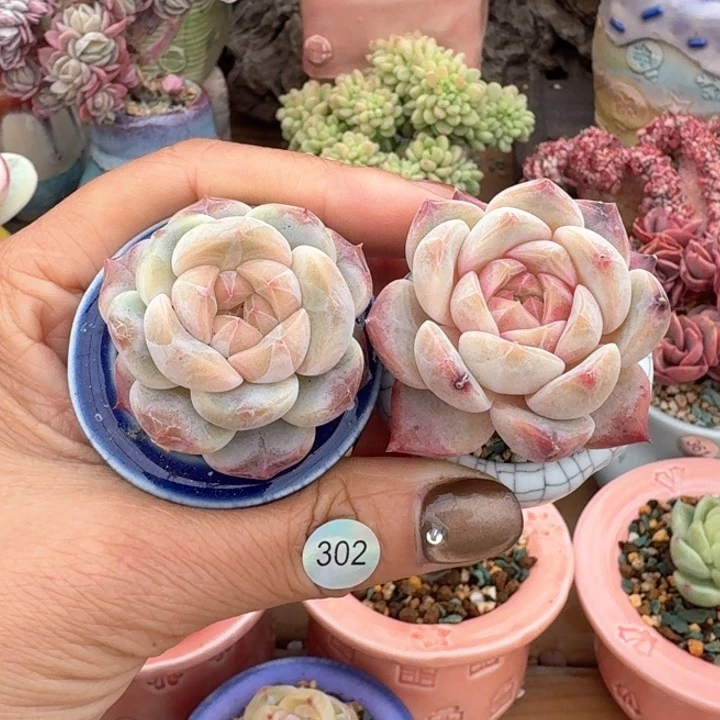 遇****302多肉脱土发货