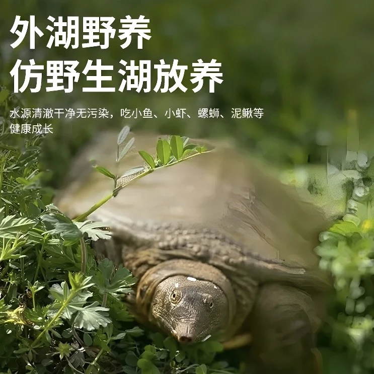 中华二代性价比外塘甲鱼鲜活生态野散养农户直发