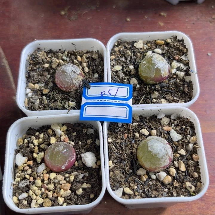051 灯泡4颗一组多肉