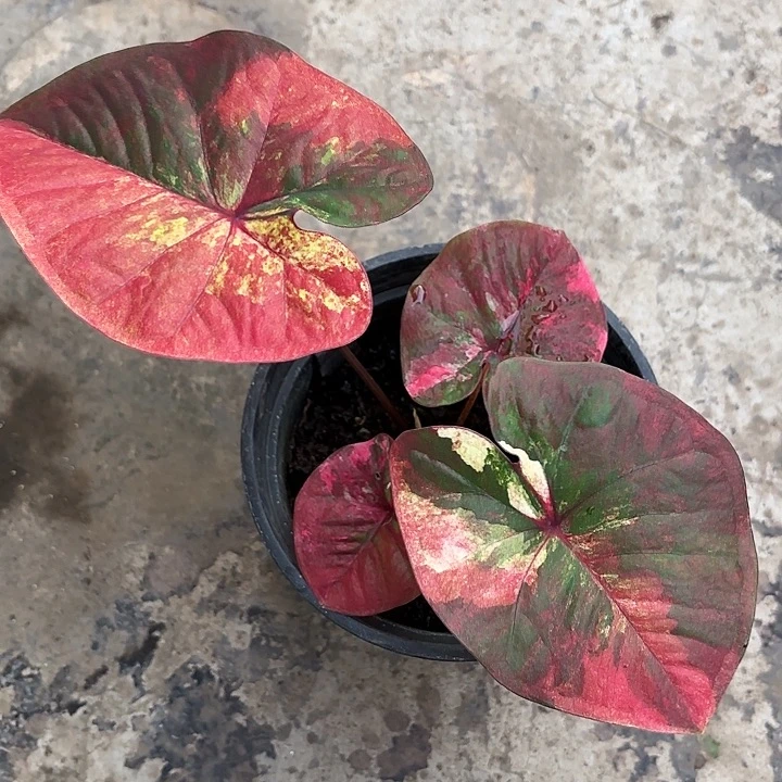 79-1114彩叶芋广东现货