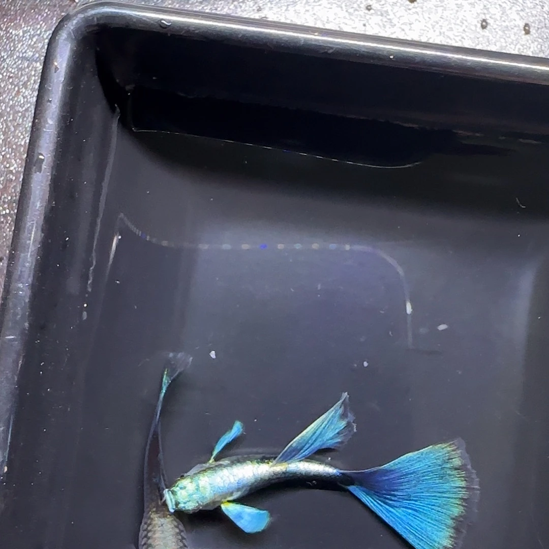 孔雀鱼亮背蓝礼服飞船一对