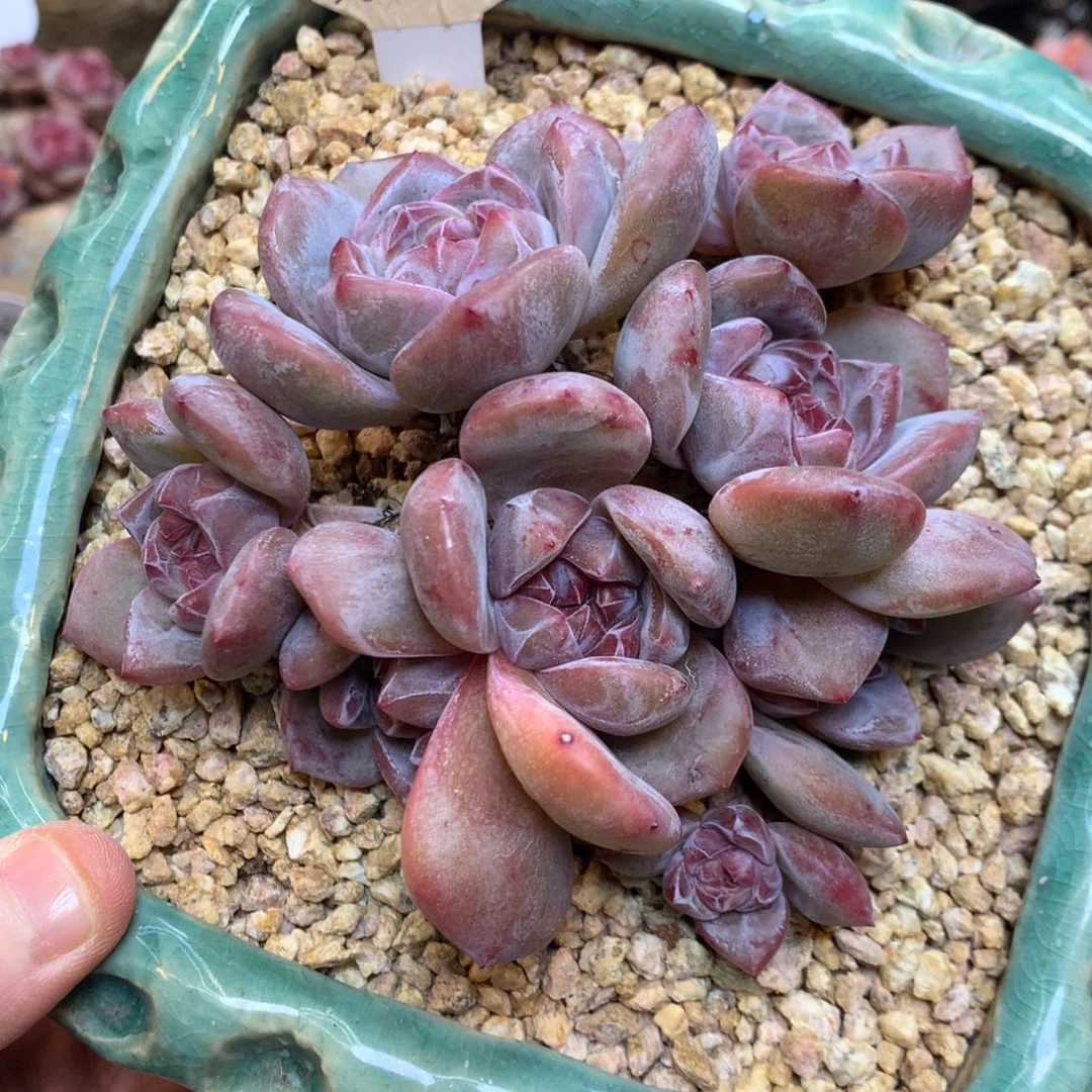 S0971 8头紫底紫心 有砍 11厘米