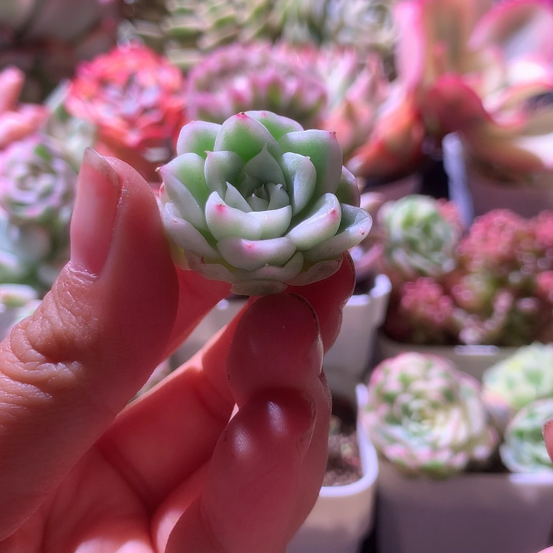 麦秆瓷白基因砍头有杆子