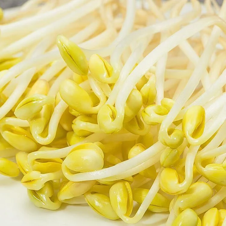 Y酵素黄豆芽400g/份