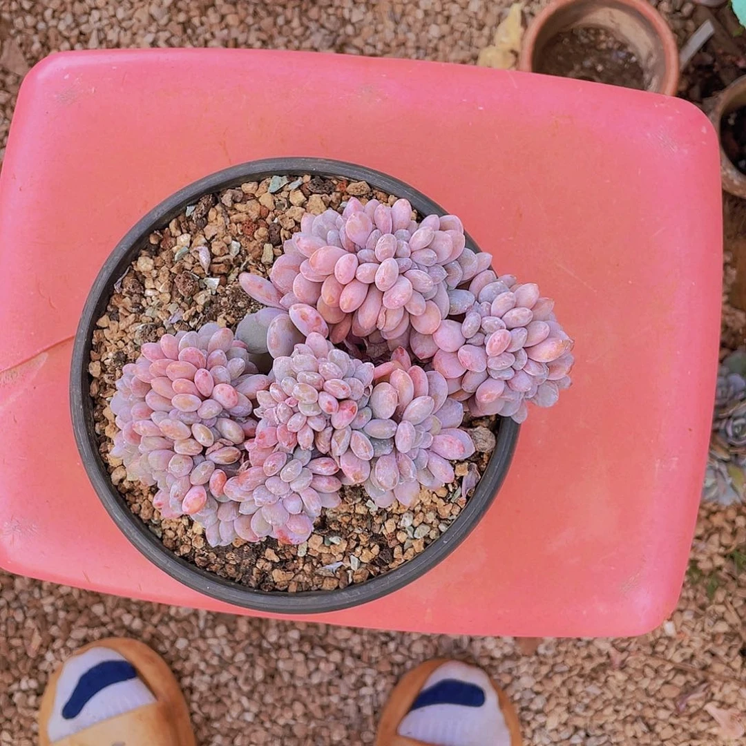 用***阳丹阳姐多肉链接的