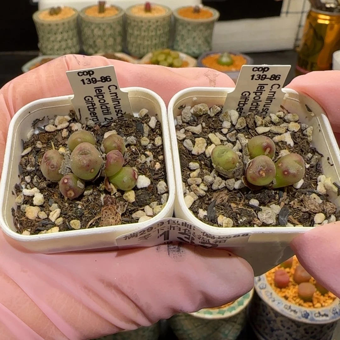 盐**球肉锥多肉植物百科-有疤132