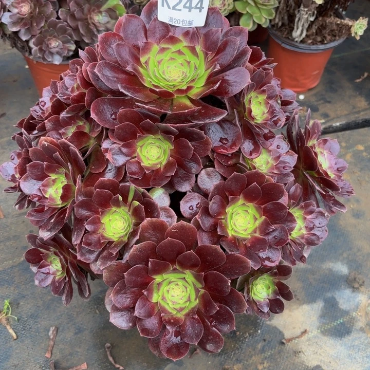 瑞妈多肉植物，244.