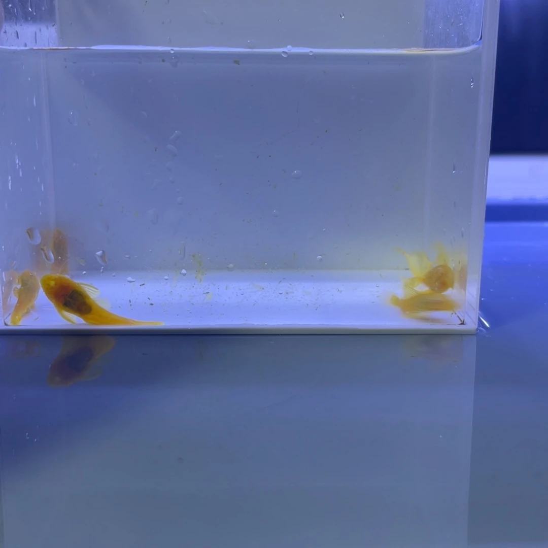 孔雀鱼胡子4帆1开箱视频报损