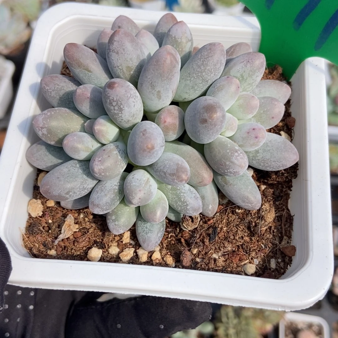 991汤圆多肉植物多肉