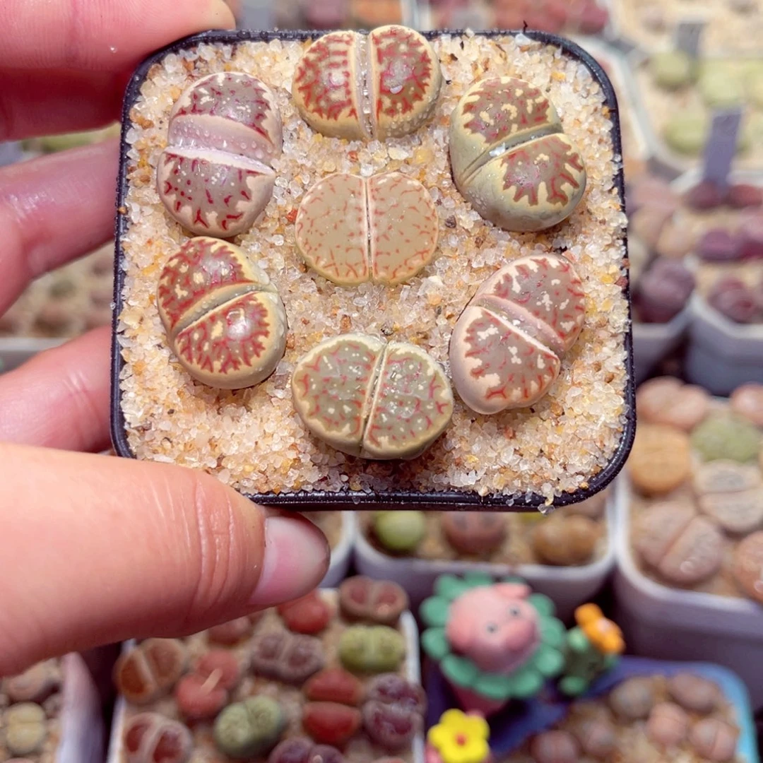 218号带盆奔走发货生石花