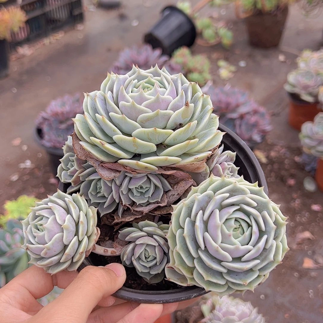 露娜莲多头大盆群老桩