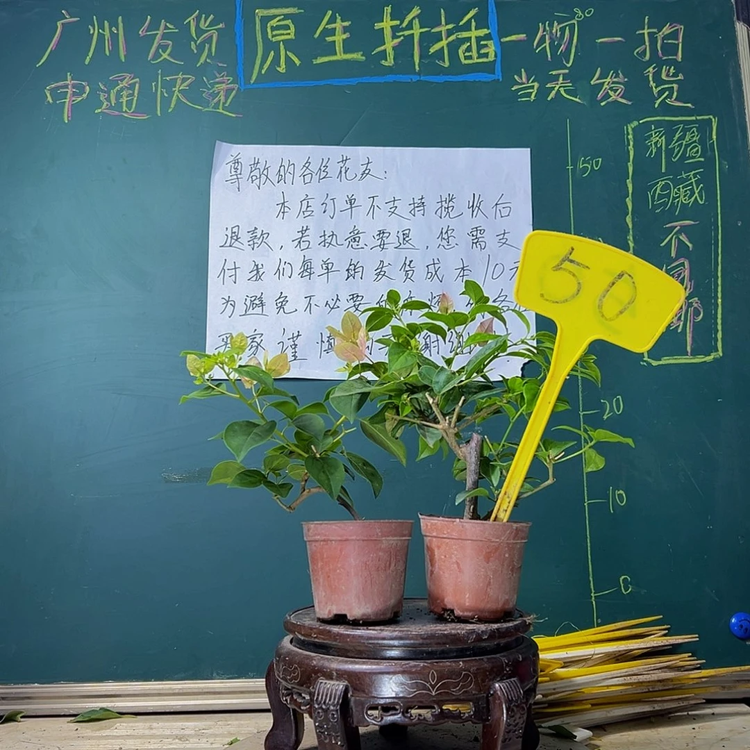 当前无花栽培后可以开花巴西紫掌中宝 暗斑五宝掌中宝50
