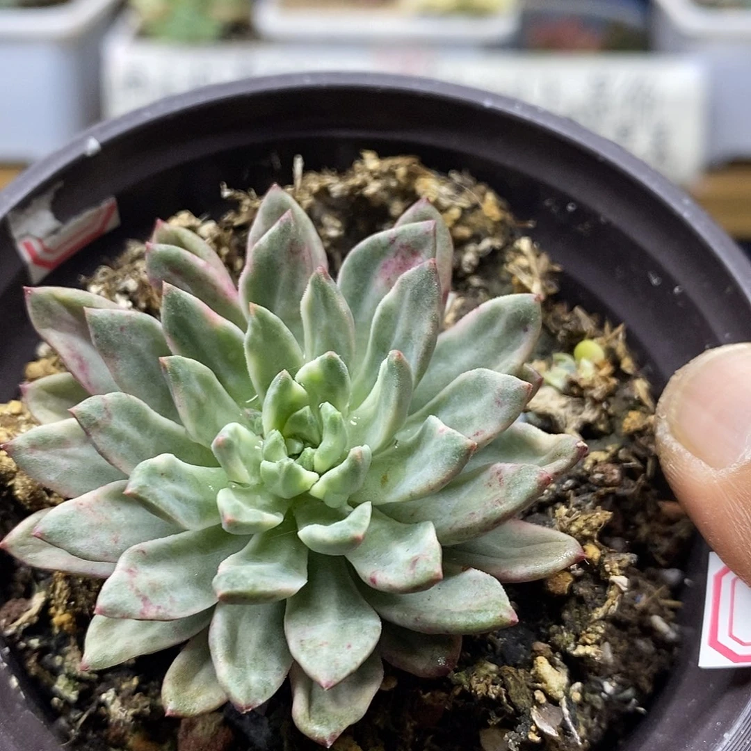 11108 绿宝石锦多肉