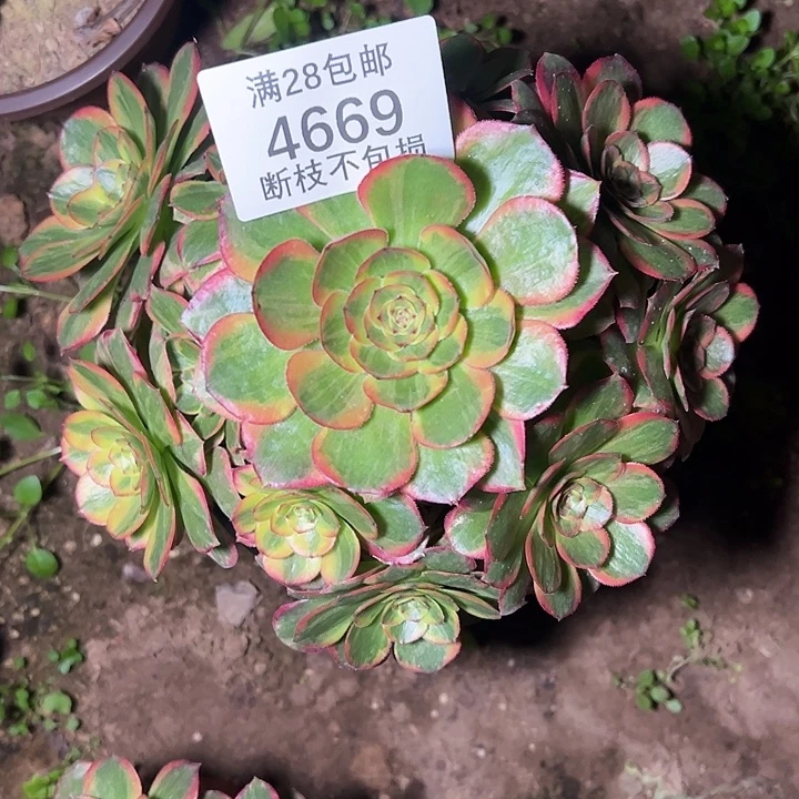 4669火狐多肉植物