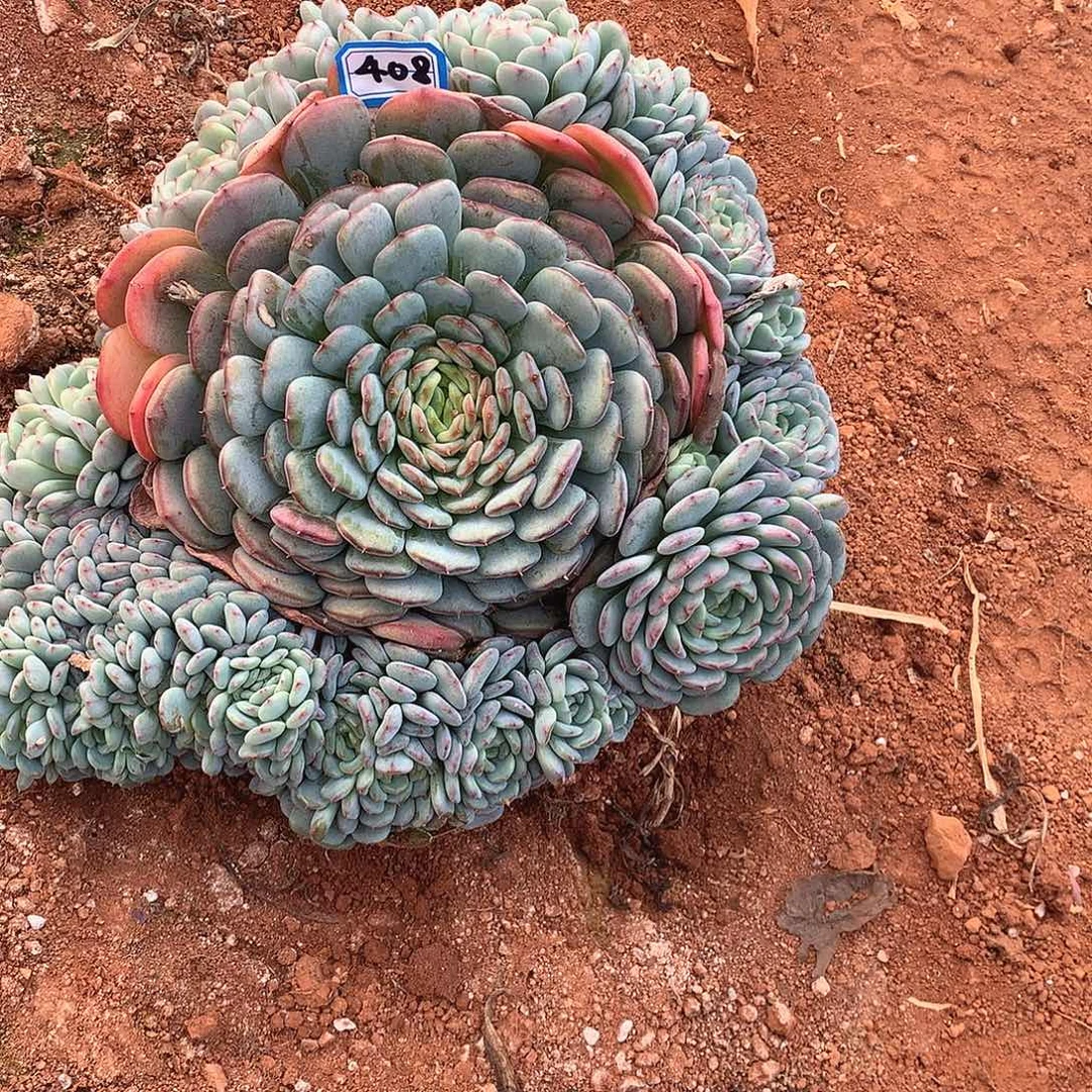 408 白胖子 一物一拍