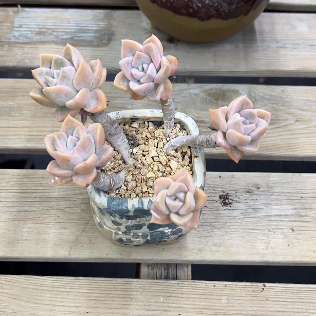 ****嘻哈利18 零零多肉植物