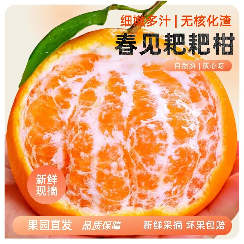 正宗春见耙耙柑桔子新鲜4.5/8斤当季时令水果橘子蜜橘爆汁柑橘