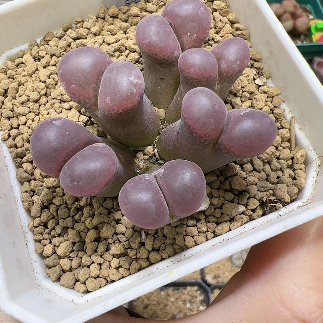 【闪购商品】310 红宝石风铃，捡漏