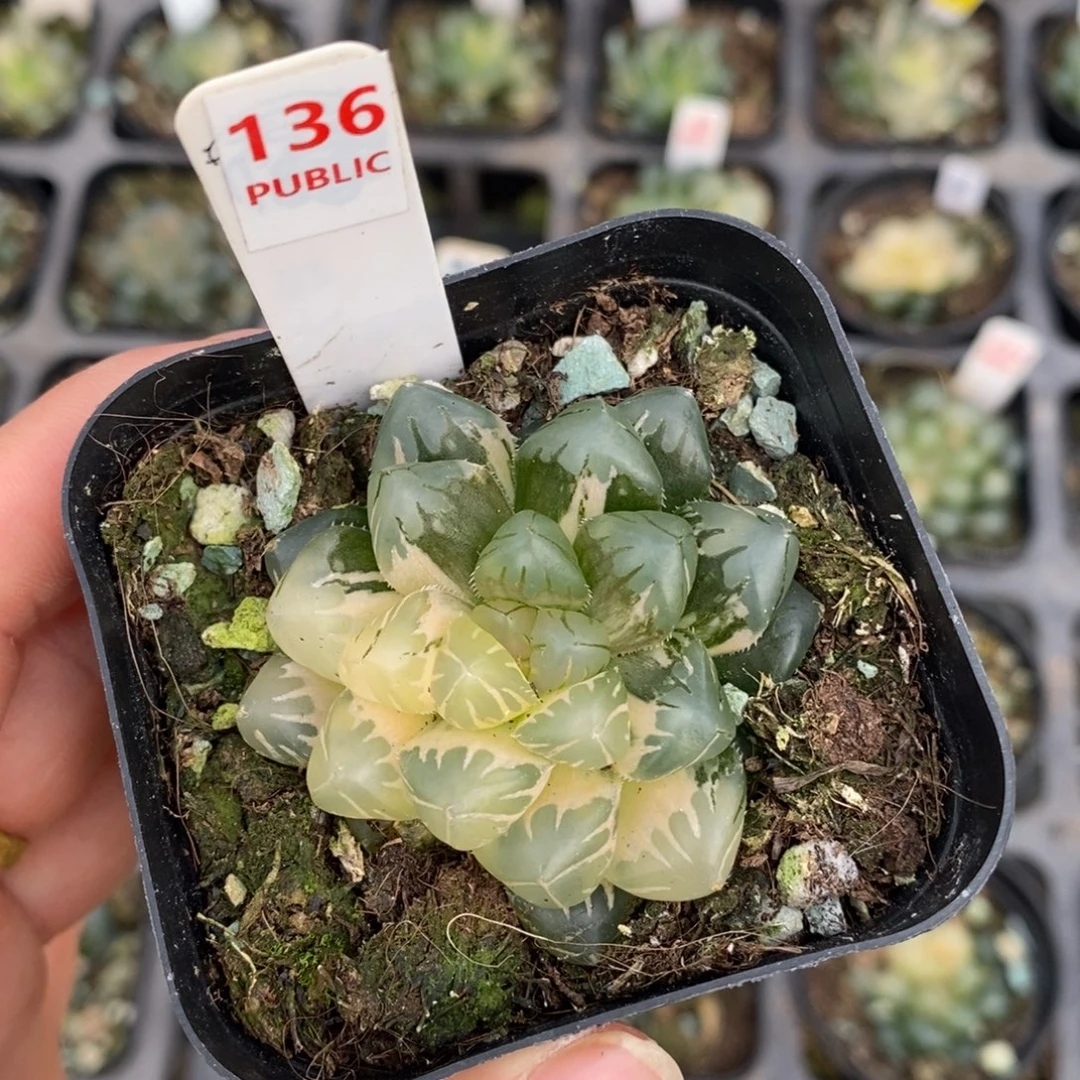 不开花植物136水中月，