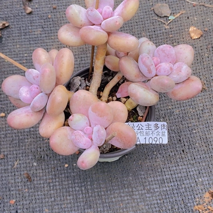 蛋黄奶老桩1090多肉酱