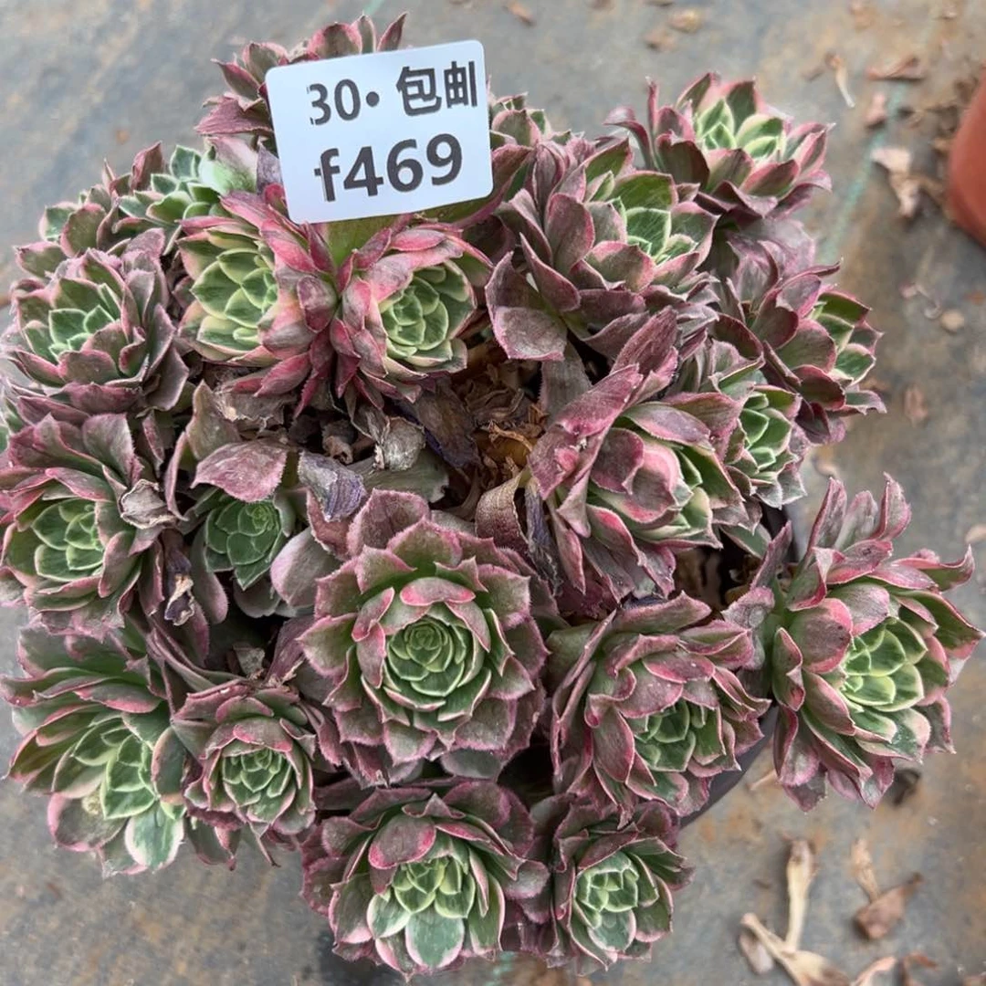 469万花筒多肉法师处理