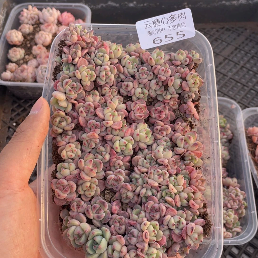 云糖心多肉植物655
