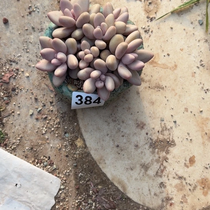 薛****?多肉植物密多丽