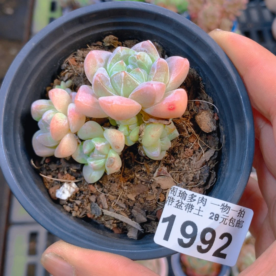 精控多肉植物1992