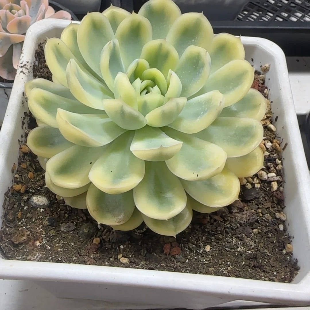 草莓冰锦多肉植物