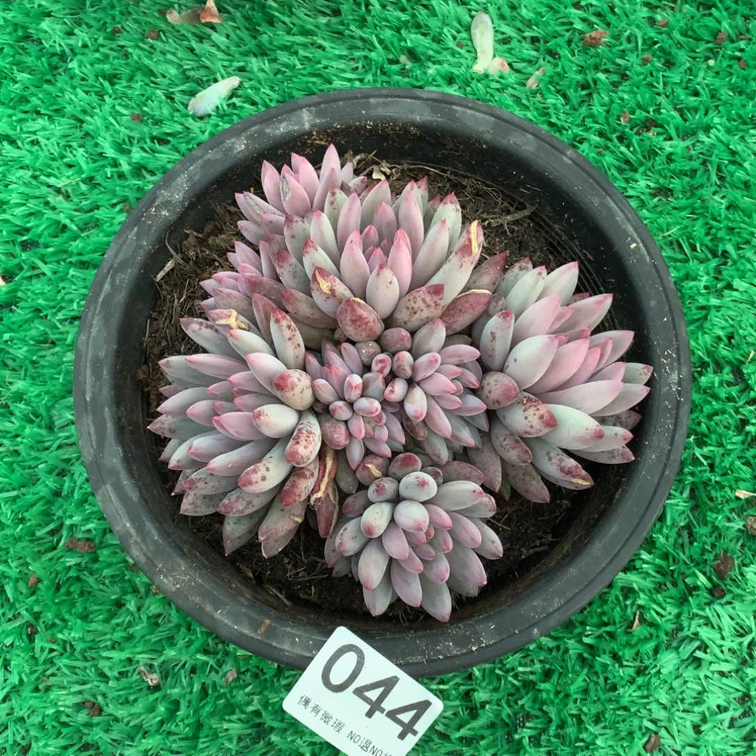 044虞美人多肉植物