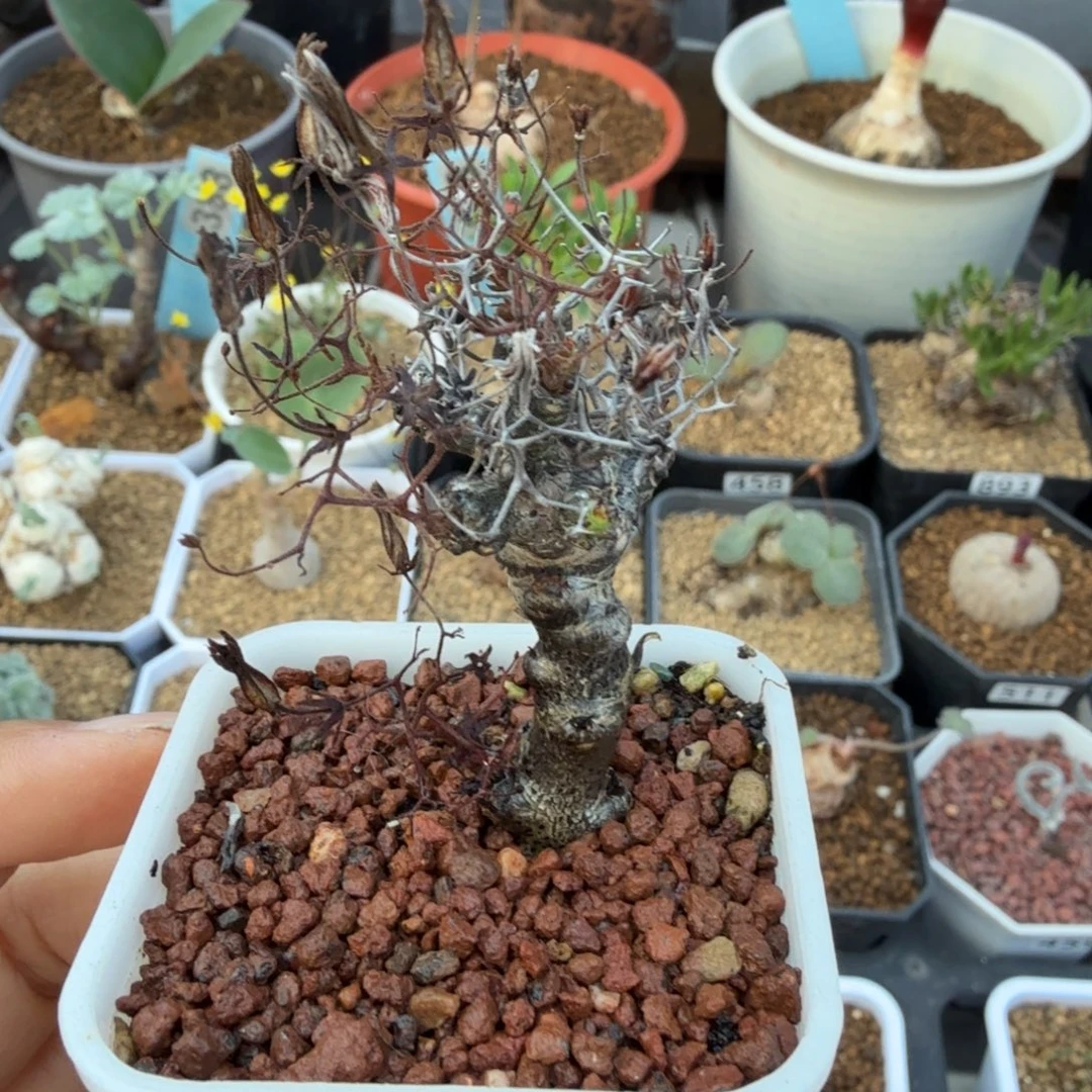 黑曼巴奇峰锦122 仙人球