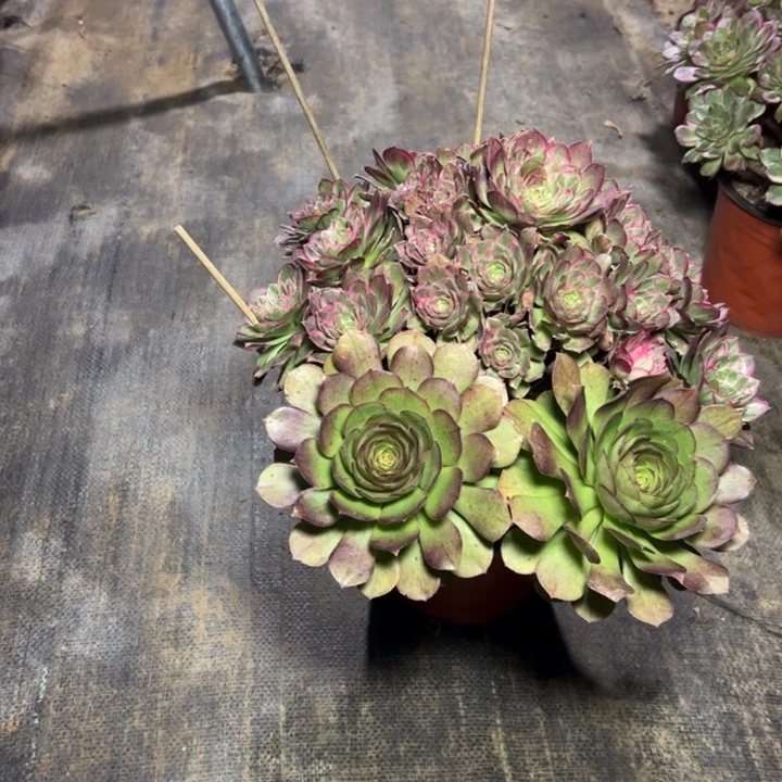 32莲花多肉多肉多肉