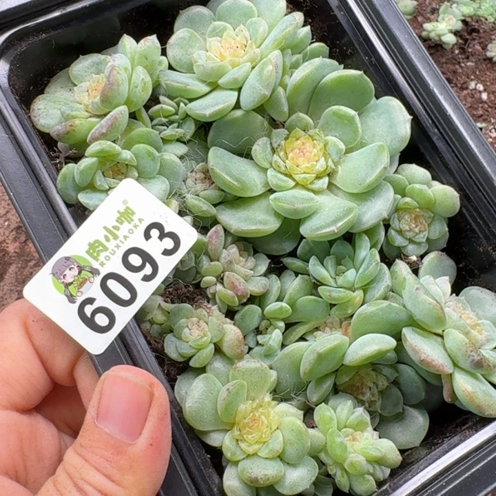 彩****多肉植物多肉植物