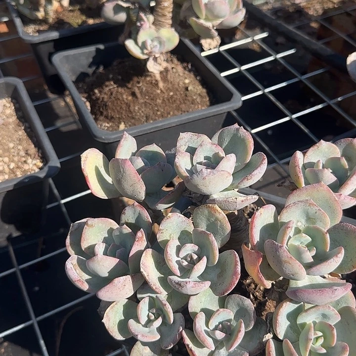 暴****妮435白凤脱土发货不退不换