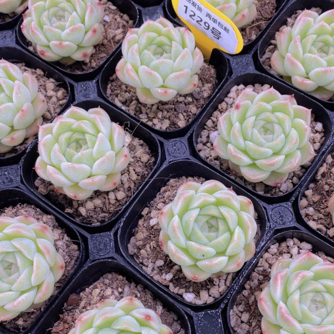 1229号 睫毛清新麦秆单头一个