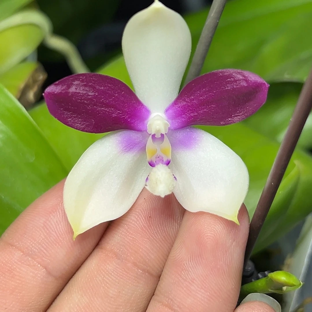 完全开放l089三寸ys1215