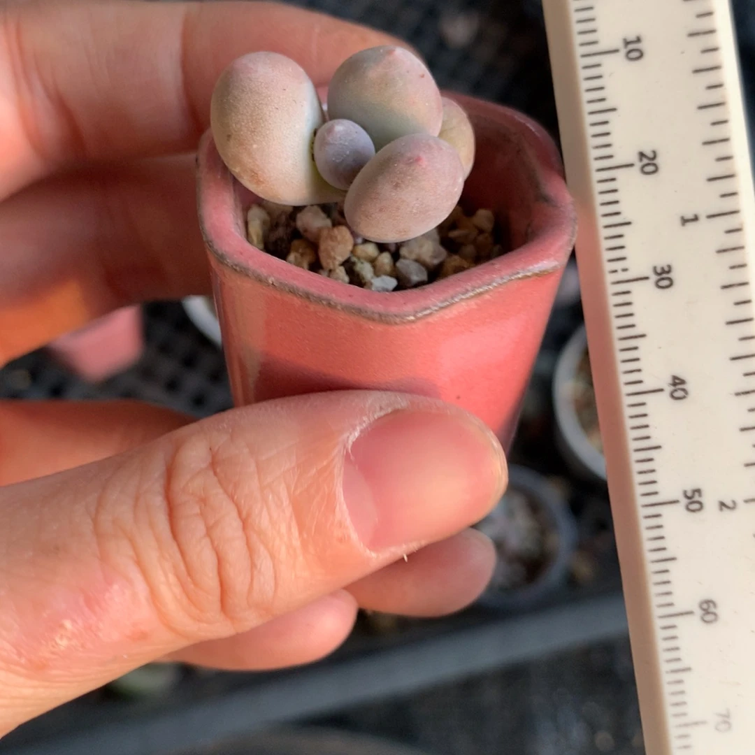 黄金鸡蛋大叶奶，大叶奶不带盆