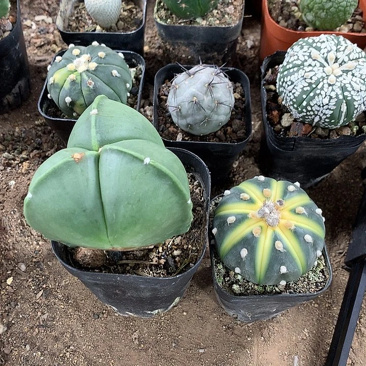 85686838683868683568