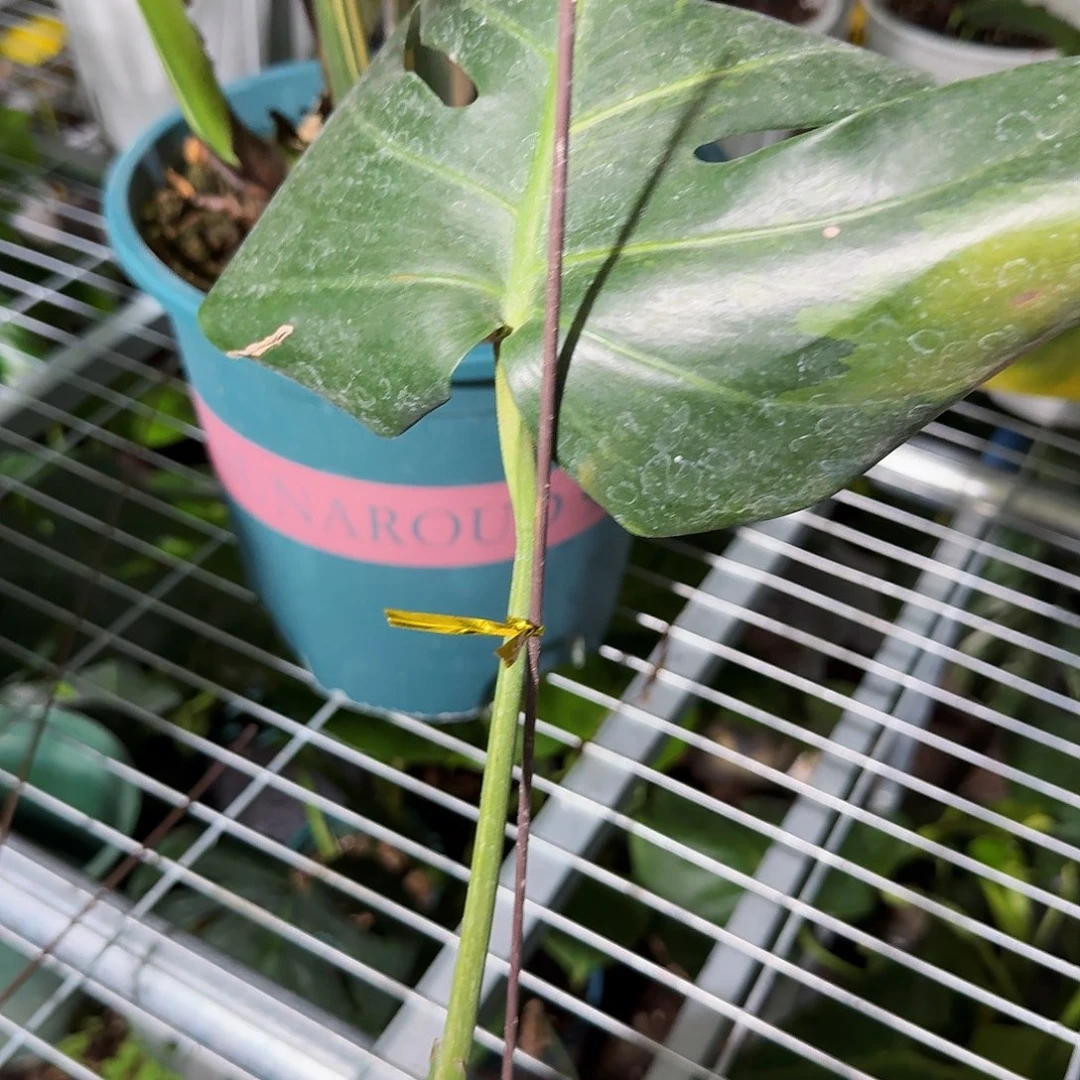夏***夏无花朵龟背竹一物一拍